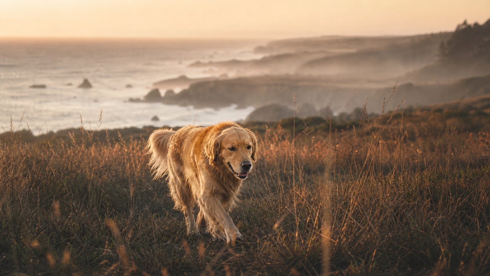 Golden retriever walking through a misty field at dawn